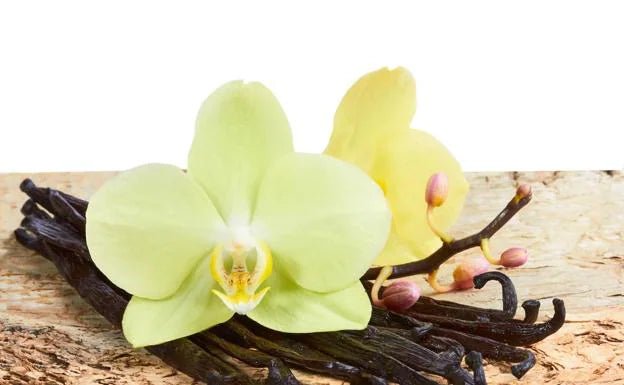 FLOR NEGRA / Ixtlilxóchitl