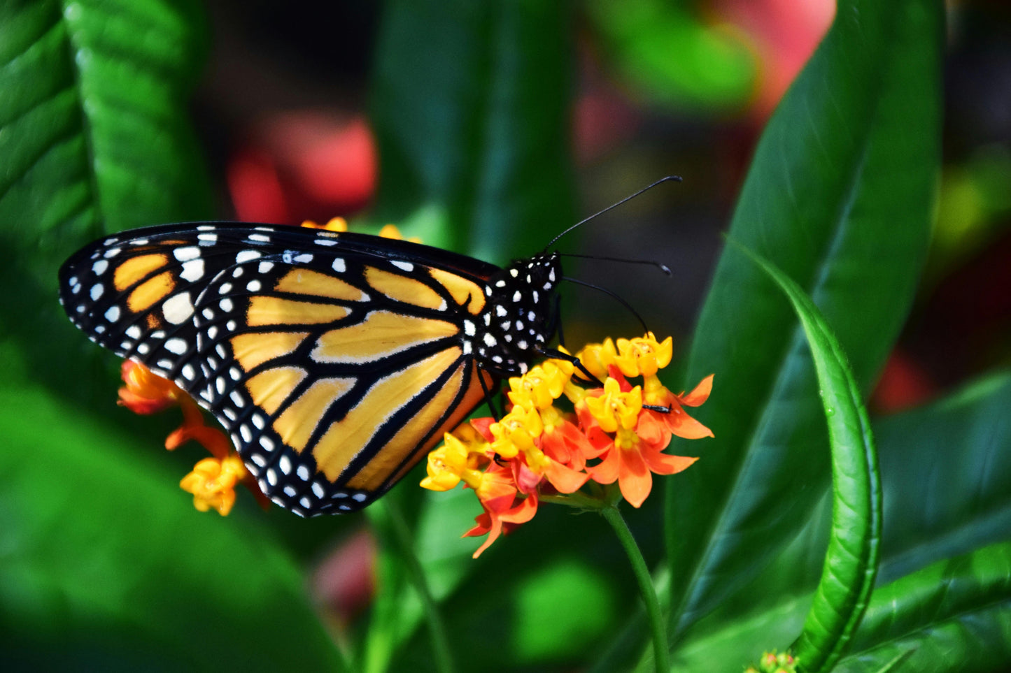 NECTAR DE PRIMAVERA
